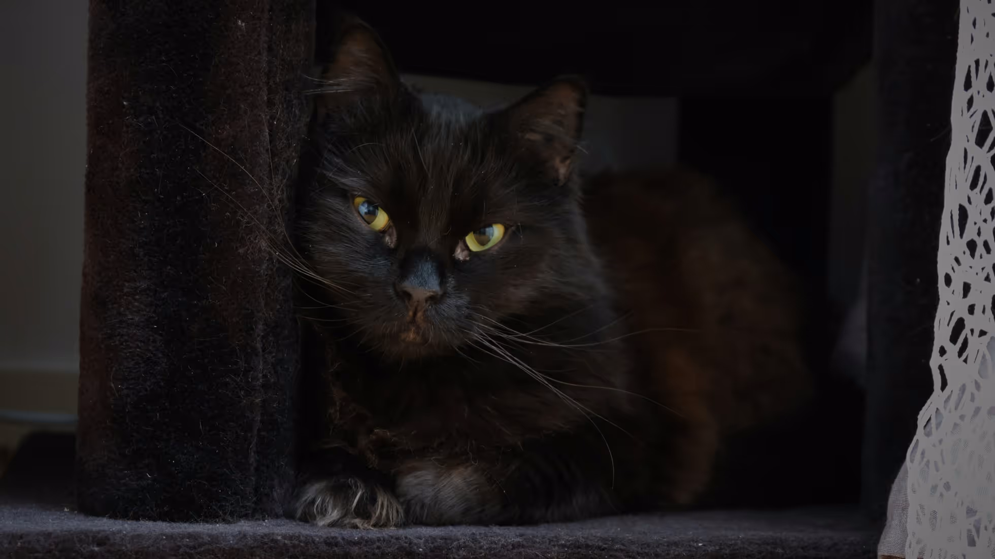 Astrology-Lorem ipsum dolor sit amet